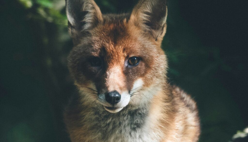 Sortons le renard du statut d&rsquo;ESOD