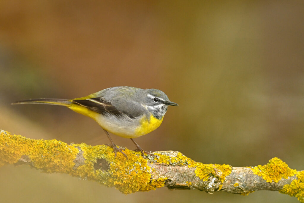 Week-end national de Comptage