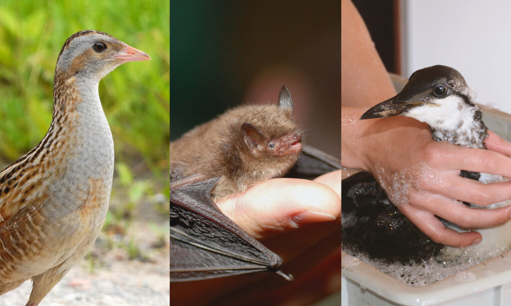 3 actions soutenues par la plateforme