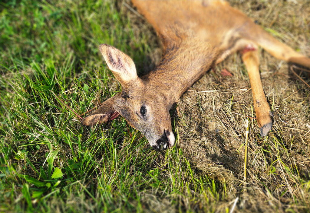 Ils meurent par centaines chaque jour