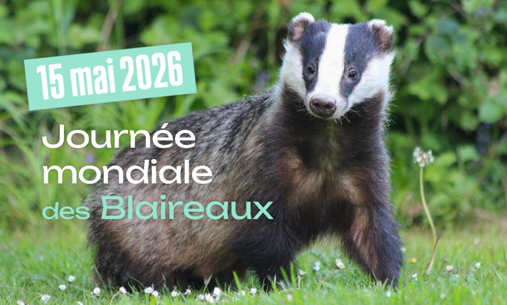 Être un vrai Blaireau ! – Journée mondiale des Blaireaux