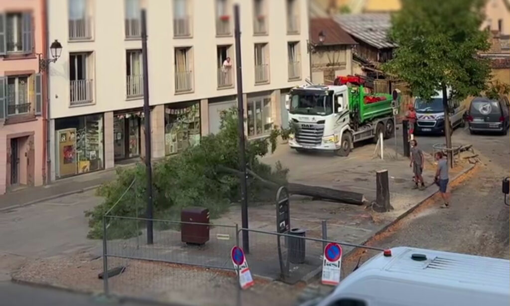 Non à la destruction des arbres de Colmar !